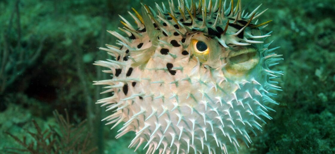 Fugu, le poisson mortel adoré au Japon