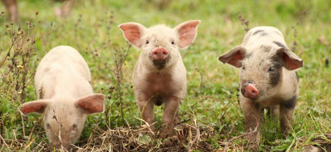 Cochons de Nouvel An 2017 - au cochon heureux !