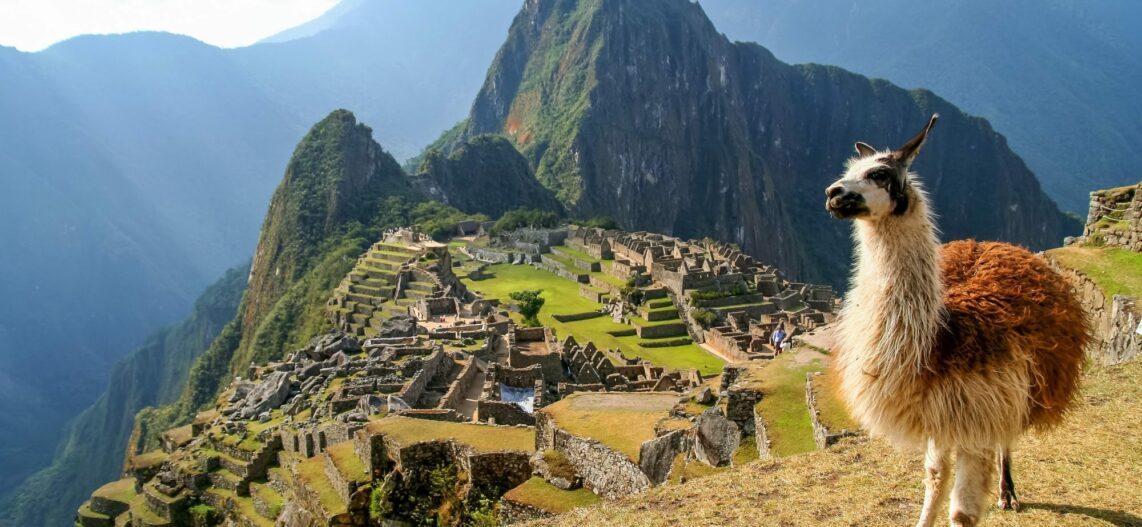 Que symbolise le Lama pour les Incas ? Animal Totem d'Amérique du