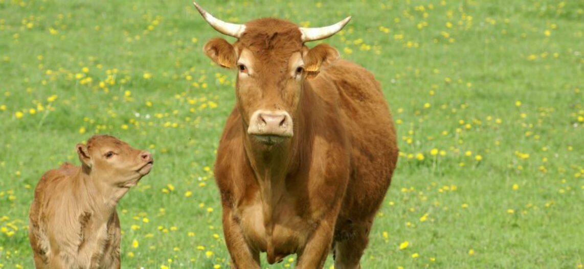 Animaux de la ferme : la vache prend des couleurs