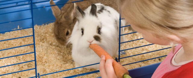 Adopter un lapin de compagnie - Gamm vert