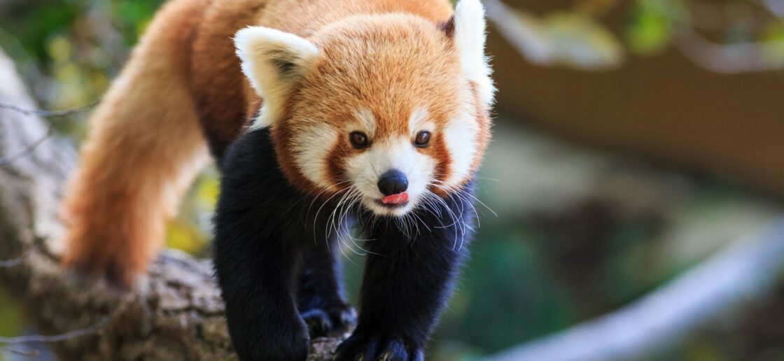 Petit panda  Panda roux, Animaux, Photo animaux