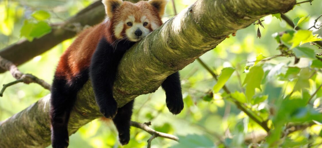 16 photos de pandas roux qui vous feront découvrir votre nouvel animal  préféré - divertissement
