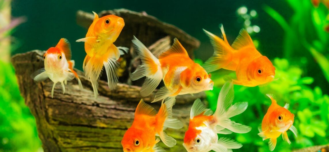 5 choses à savoir avant d'adopter un poisson rouge