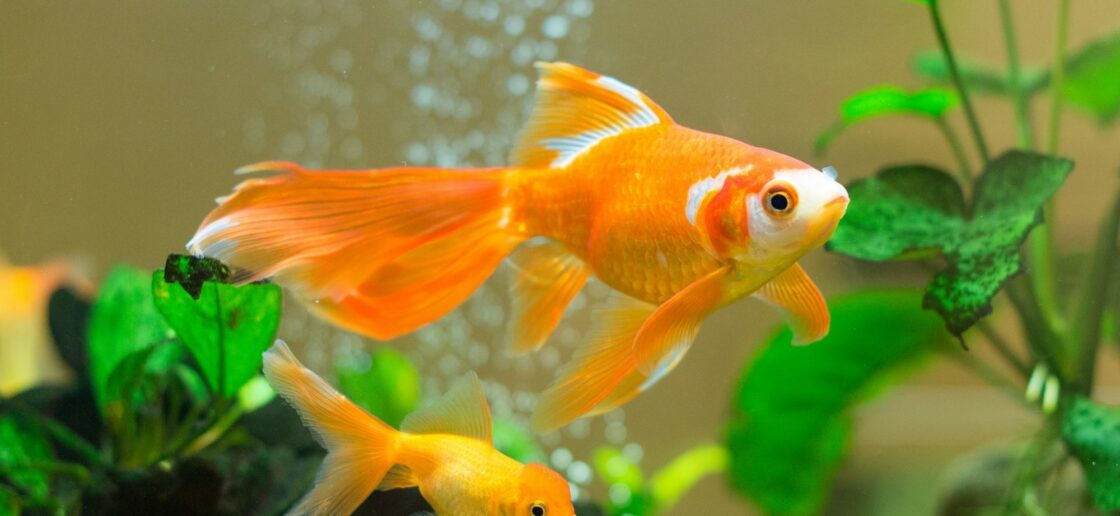 5 choses à savoir avant d'adopter un poisson rouge