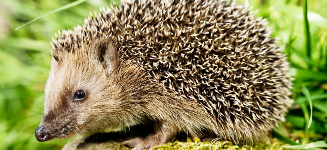 Pourquoi les hérissons ontils des piquants