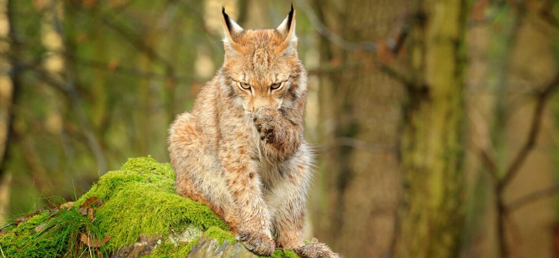Eco-coloriage : le lynx et son milieu naturel