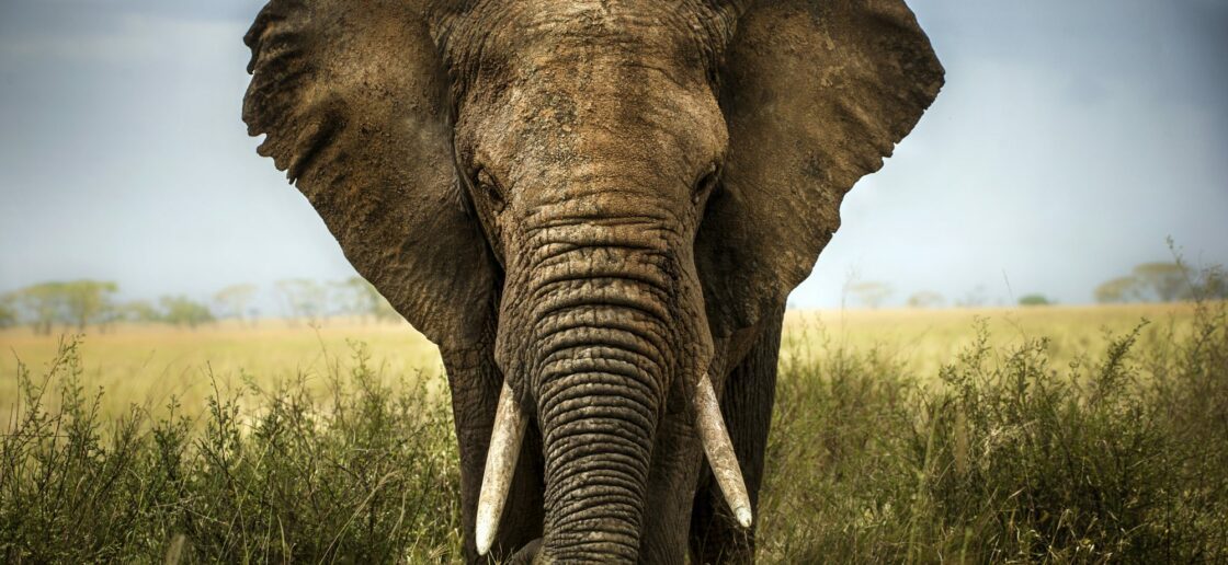 L'éléphant d'Afrique : iconique et majestueux