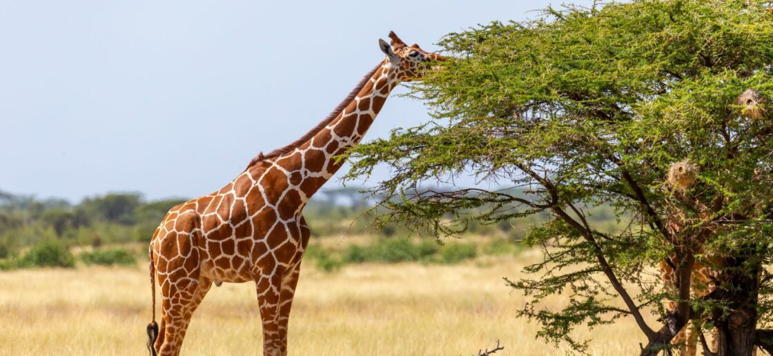 Que mange la girafe ?